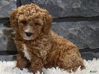 Toy Poodle dogs Carmel - Ad 28