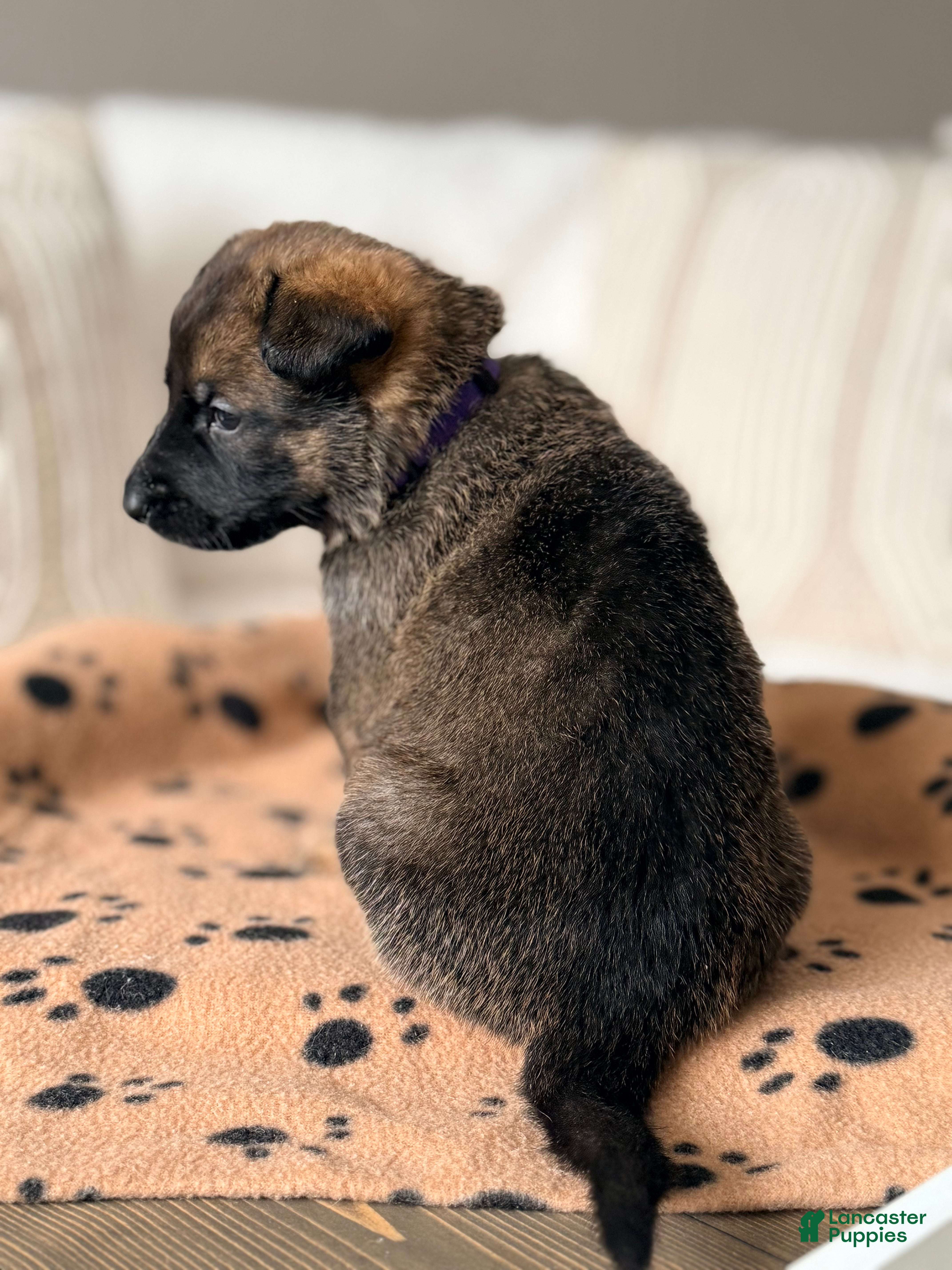 Mixed Breed dogs Mixed Breed Puppy 1 - Ad 17