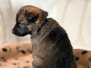 Mixed Breed dogs Mixed Breed Puppy 1 - Ad 17