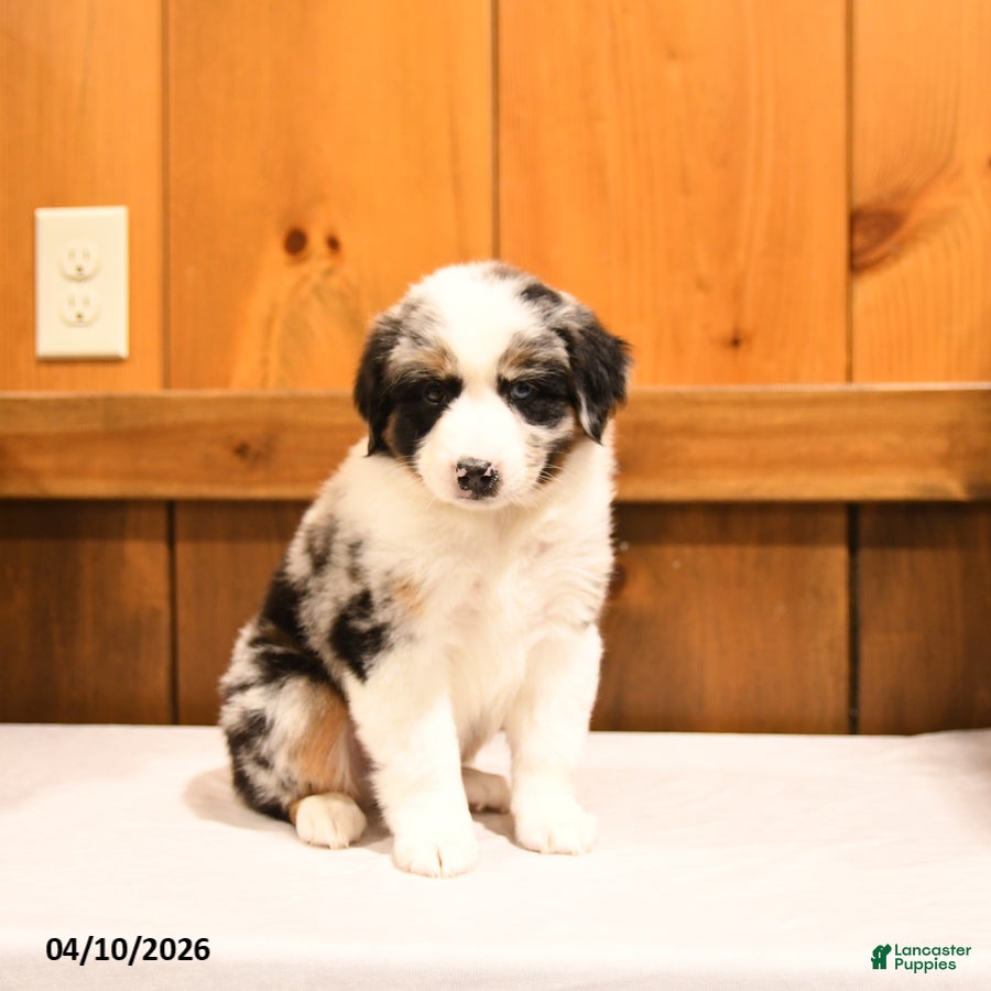 Miniature Australian Shepherd dogs Kenny - Ad 2