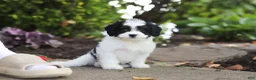 Cavapoo dogs for sale: Lacey - Ad 12