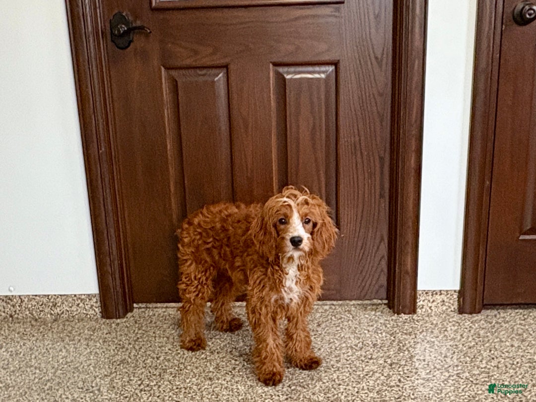 Cavapoo dogs for sale: Davey F1 - Ad 3