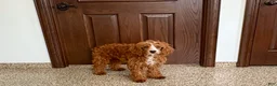 Cavapoo dogs for sale: Davey F1 - Ad 4