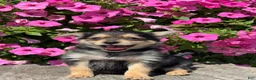 Mixed Breed dogs for sale: Lucas - Ad 3