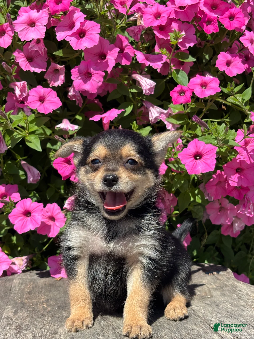 Mixed Breed dogs for sale: Lucas - Ad 3