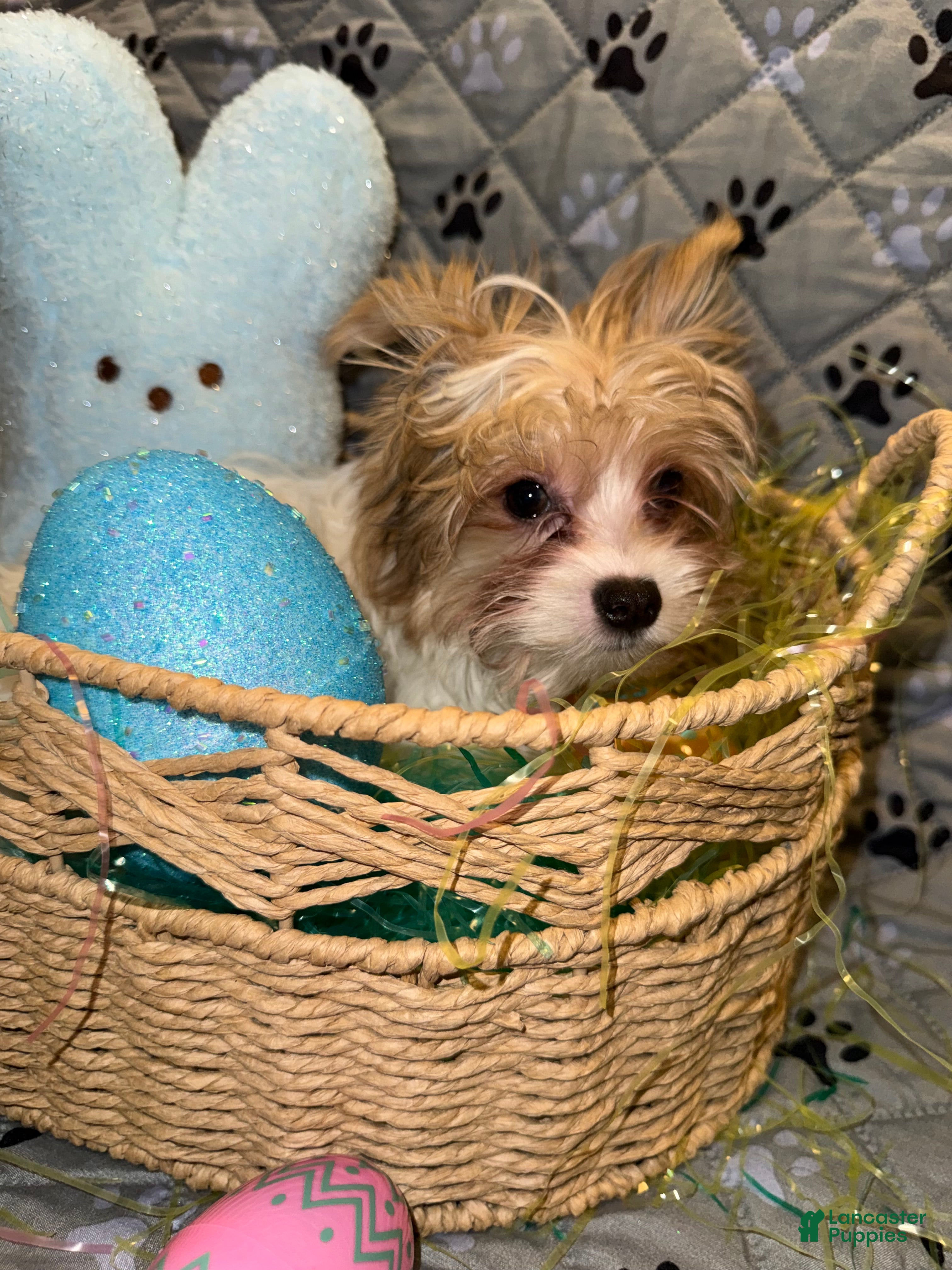 Yorkshire Terrier dogs for sale: Blaze - Ad 8