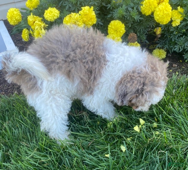 Cavapoo dogs Lewis - Ad 2