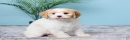 Cavapoo dogs for sale: Lola - Ad 3