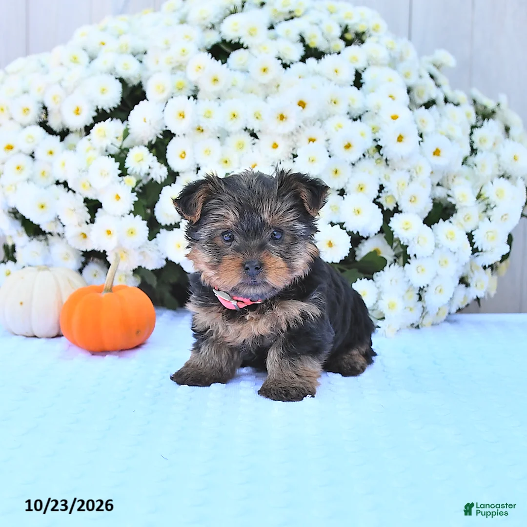 Yorkshire Terrier dogs for sale: Sadie - Ad 1