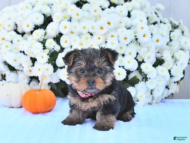 Yorkshire Terrier dogs for sale: Sadie - Ad 1