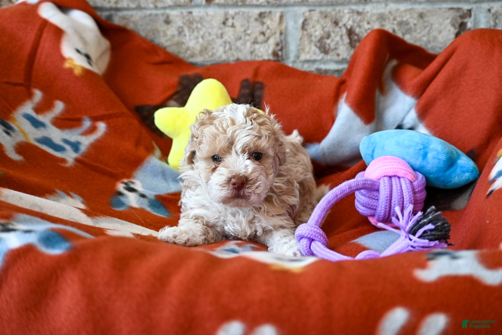 Havapoo dogs Oscar - Ad 1