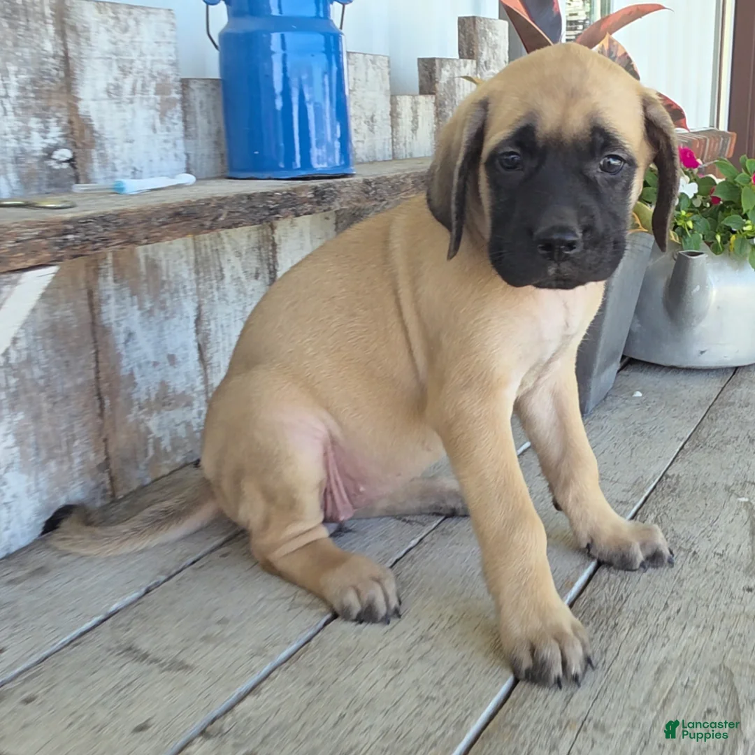English Mastiff dogs for sale: Alice - Ad 2