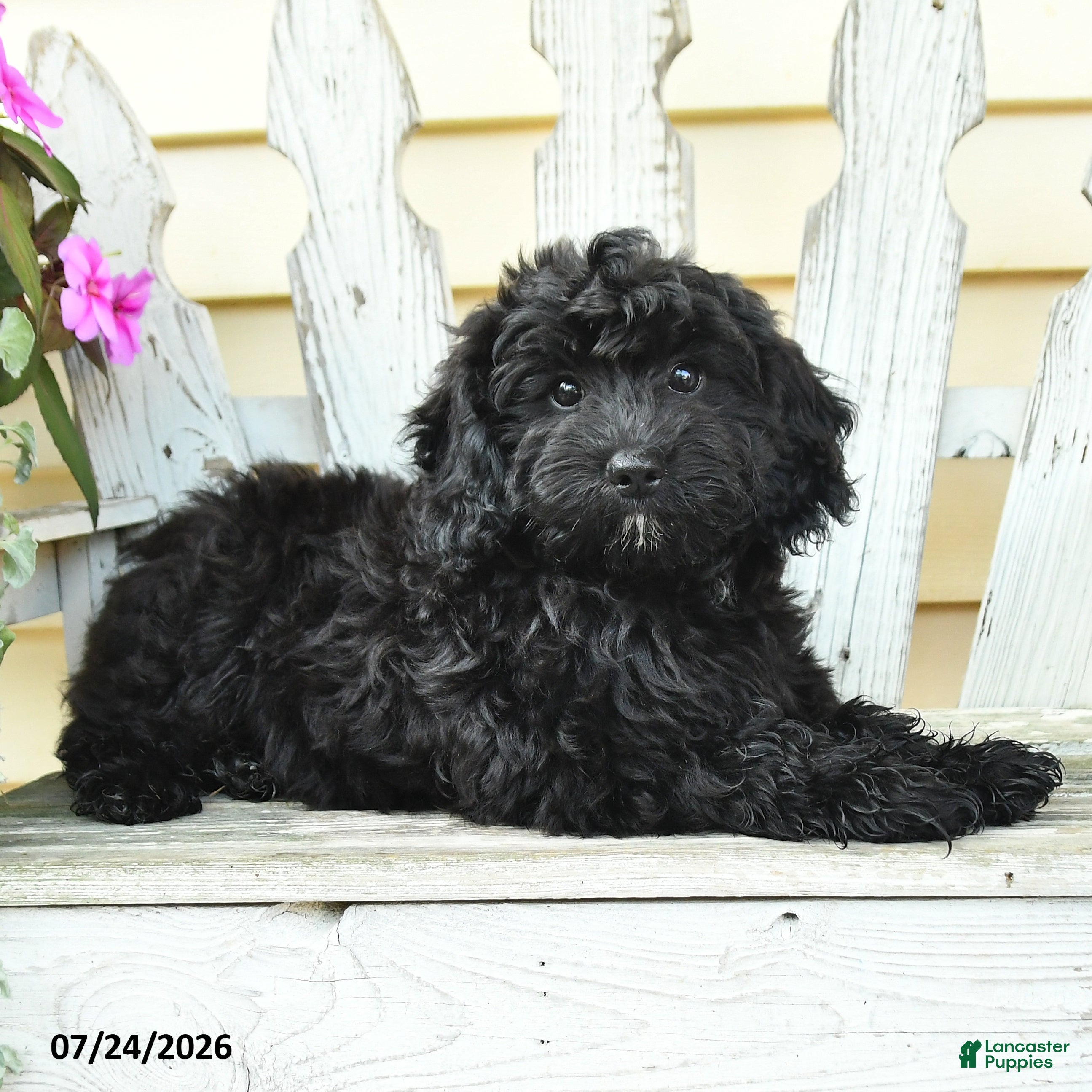 Aussiedoodle dogs Rex - Ad 1