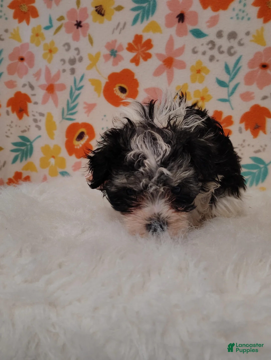 Maltipoo dogs for sale: Sassy - Ad 6