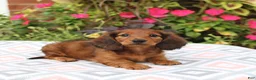 Miniature Dachshund dogs for sale: Dora - Ad 4
