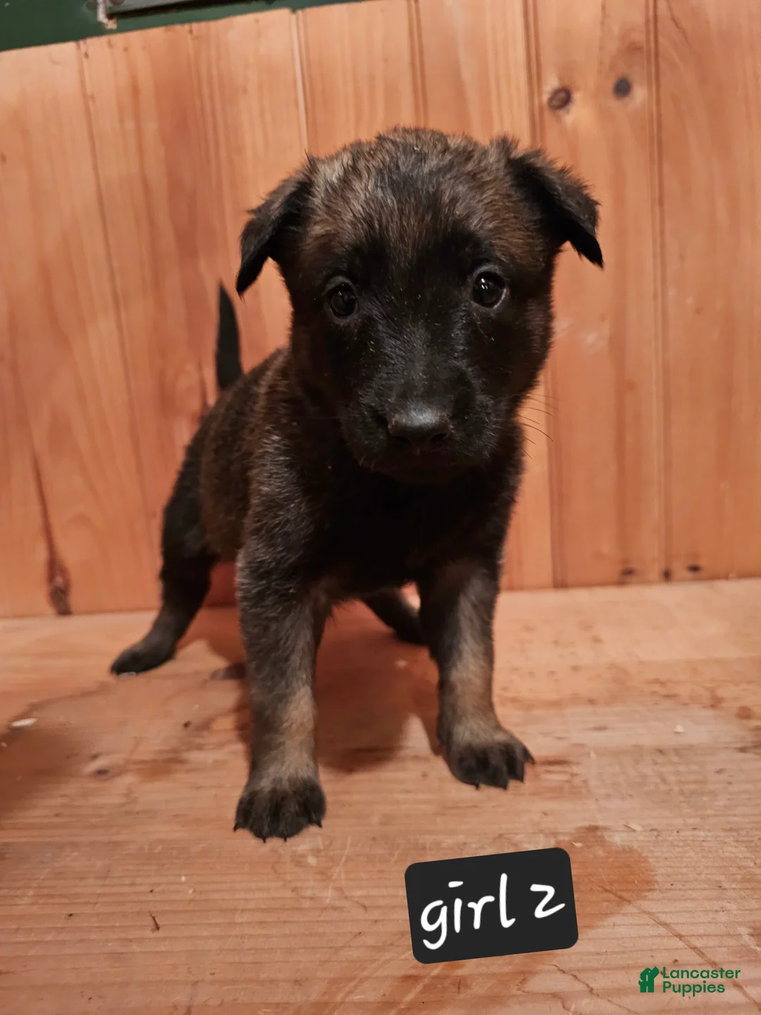 Belgian Malinois dogs for sale: Belgian Malinois Puppy 8 g2 - Ad 1