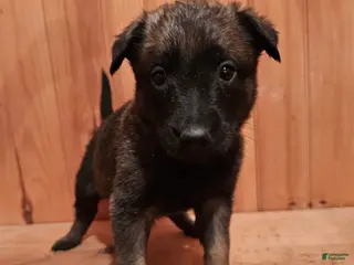 Belgian Malinois dogs Belgian Malinois Puppy 8 g2 - Ad 1