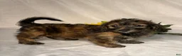 Mixed Breed dogs for sale: Luna - Ad 3