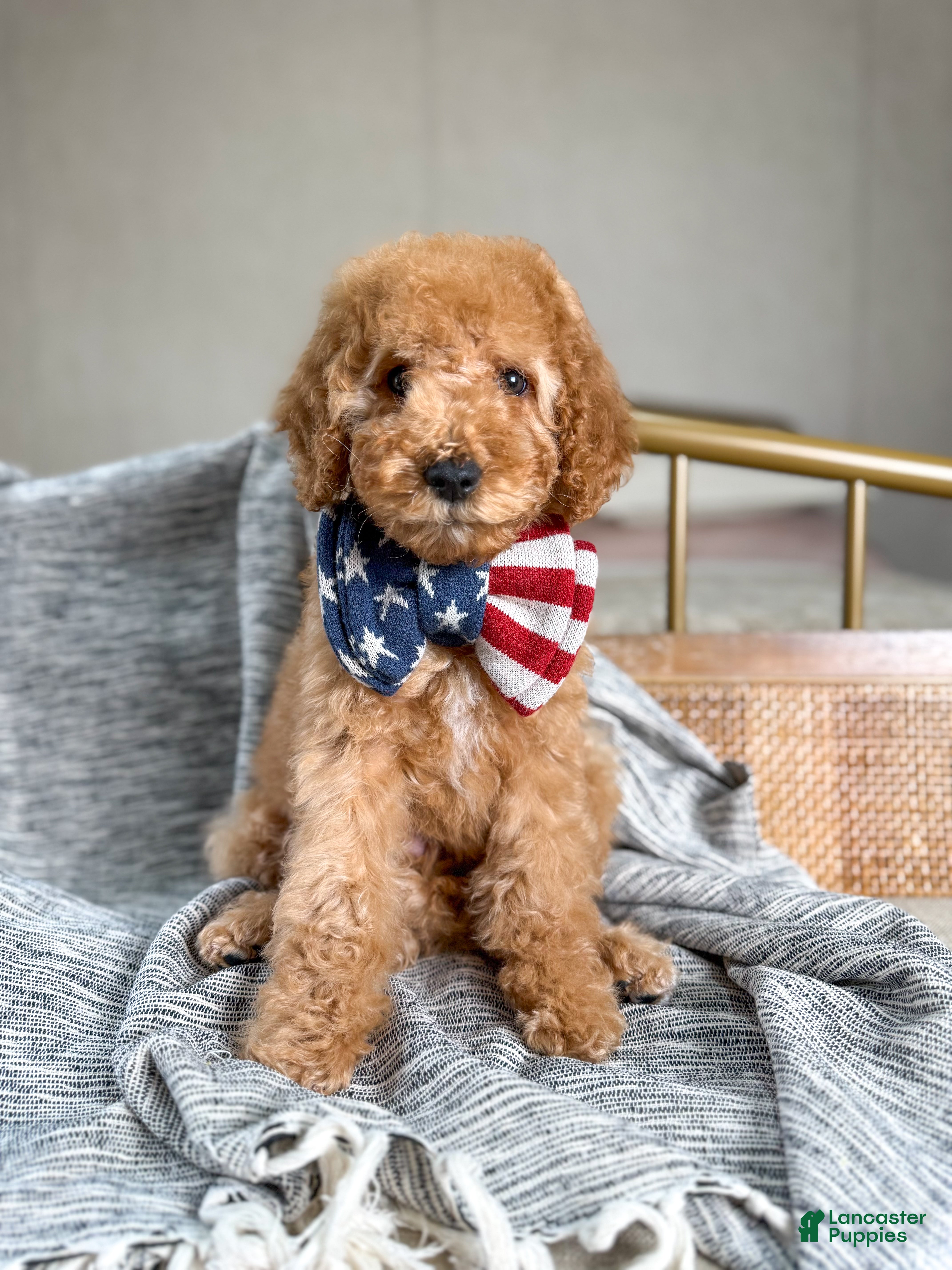 Goldendoodle dogs Grinch  - Ad 42