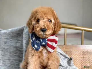 Goldendoodle dogs Grinch - Ad 42