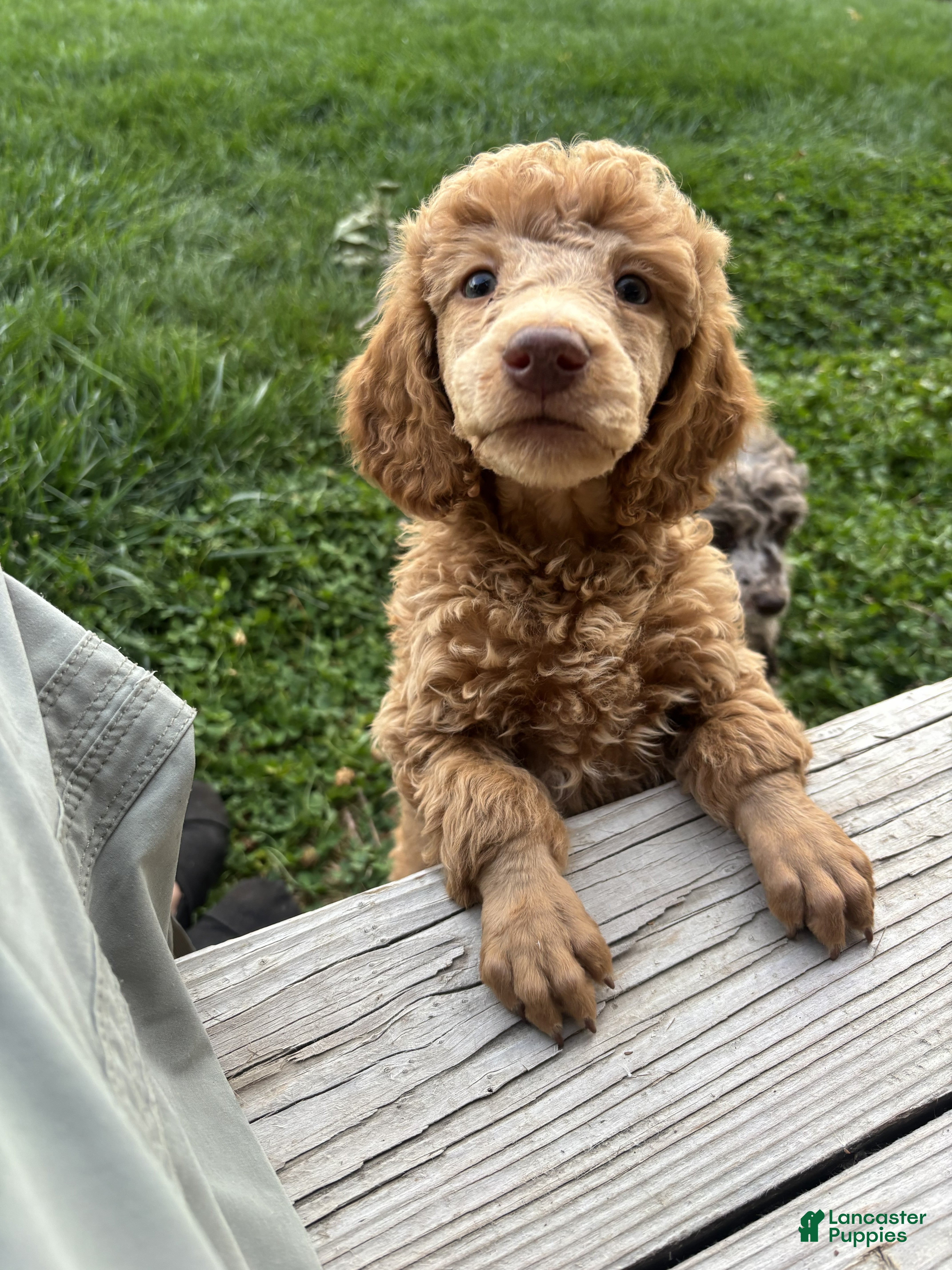 Standard Poodle dogs for sale: Standard Poodle 2 Apricot - Ad 2