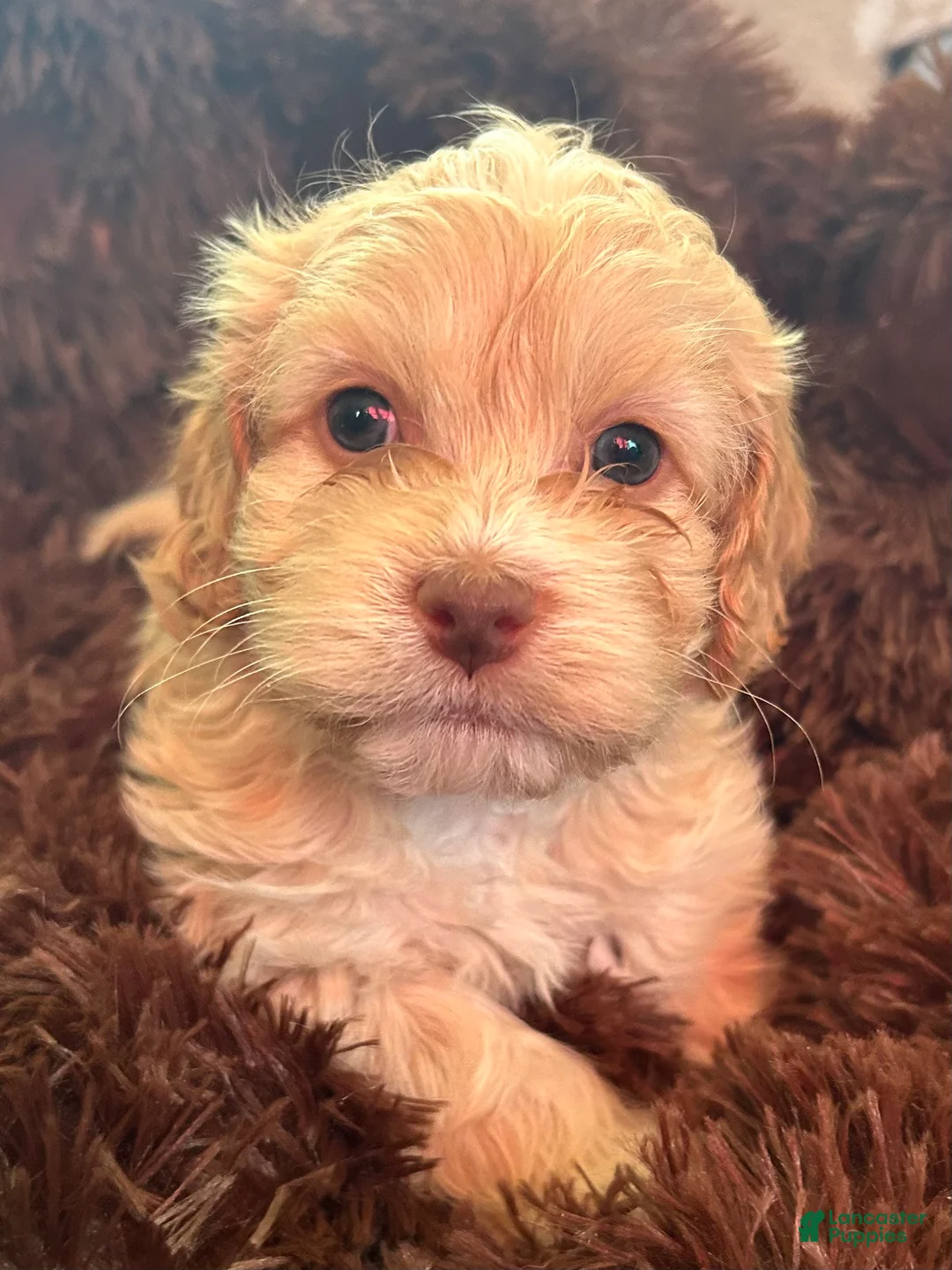 Cockapoo dogs for sale: Cockapoo Puppy 1 - Ad 1