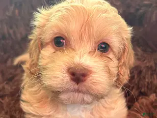 Cockapoo dogs Cockapoo Puppy 1 - Ad 2