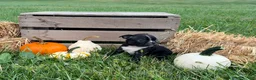 Boston Terrier dogs for sale: Diesel - Ad 5