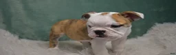 English Bulldog dogs for sale: Winnie  - Ad 2