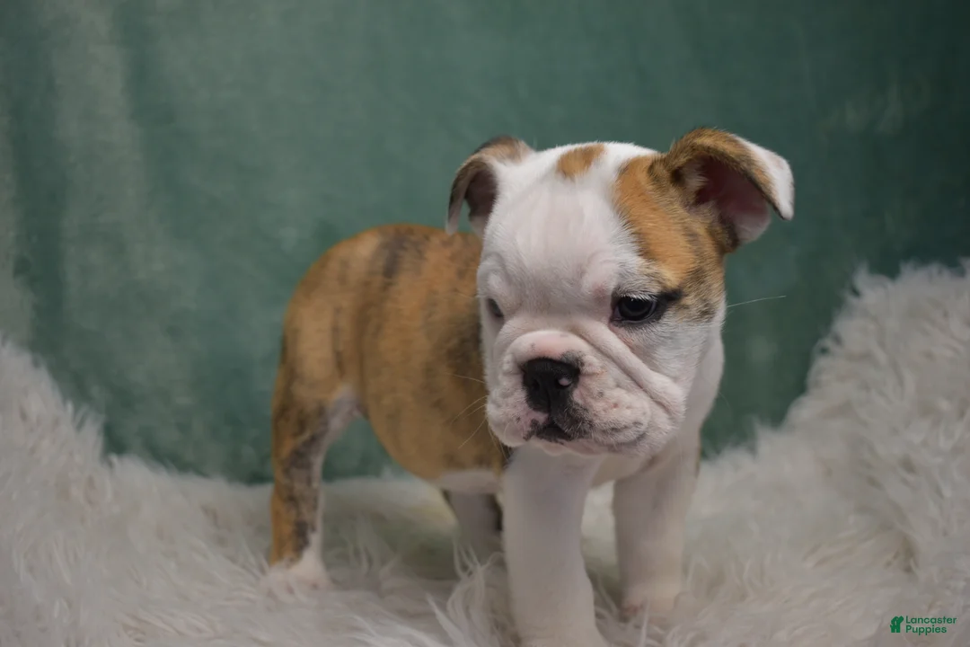English Bulldog dogs for sale: Winnie  - Ad 2