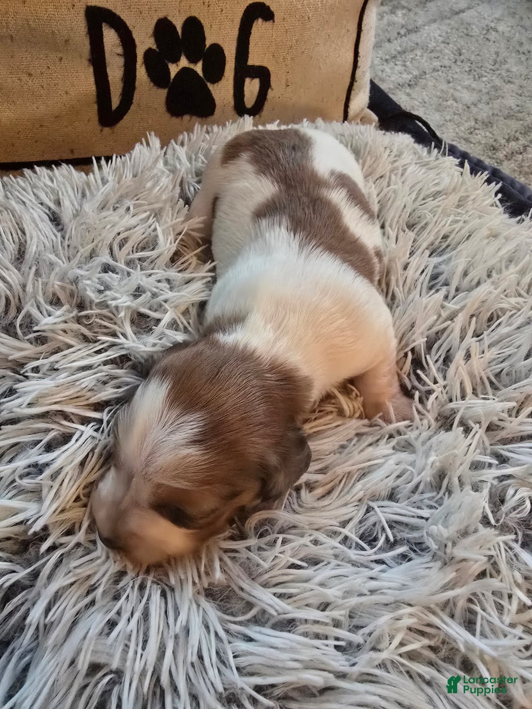 Miniature Dachshund dogs for sale: FeeFee - Ad 6