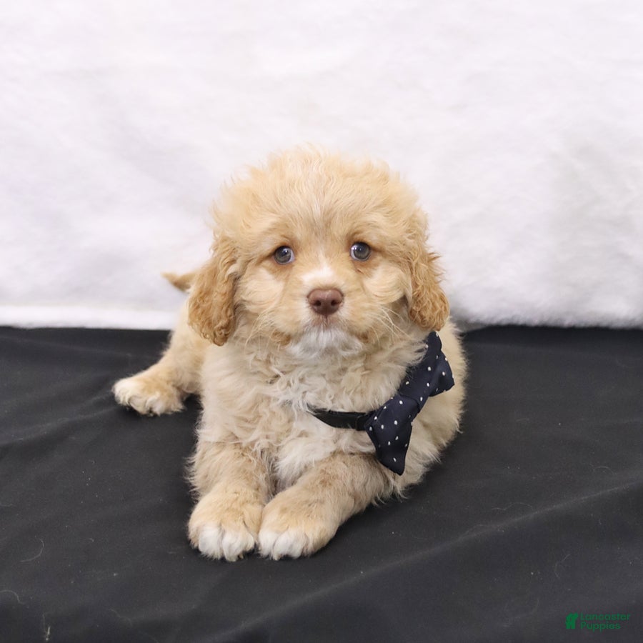 Cavapoo dogs Zeke - Ad 2