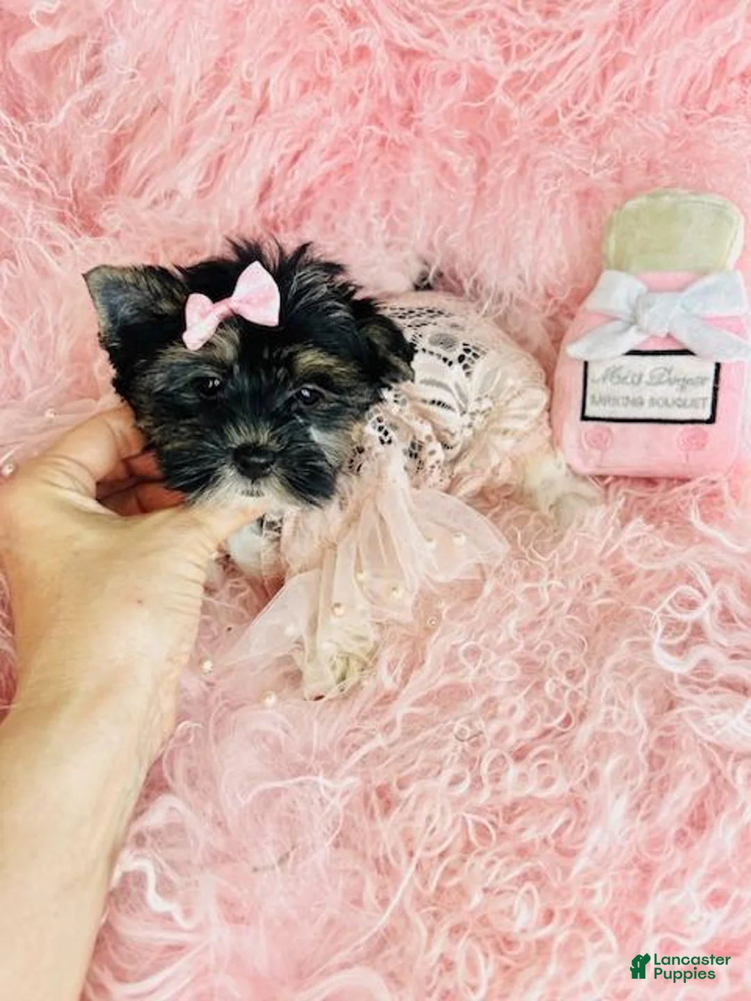 Biewer Terrier dogs for sale: Biewer Terrier Puppy 2 - Ad 2