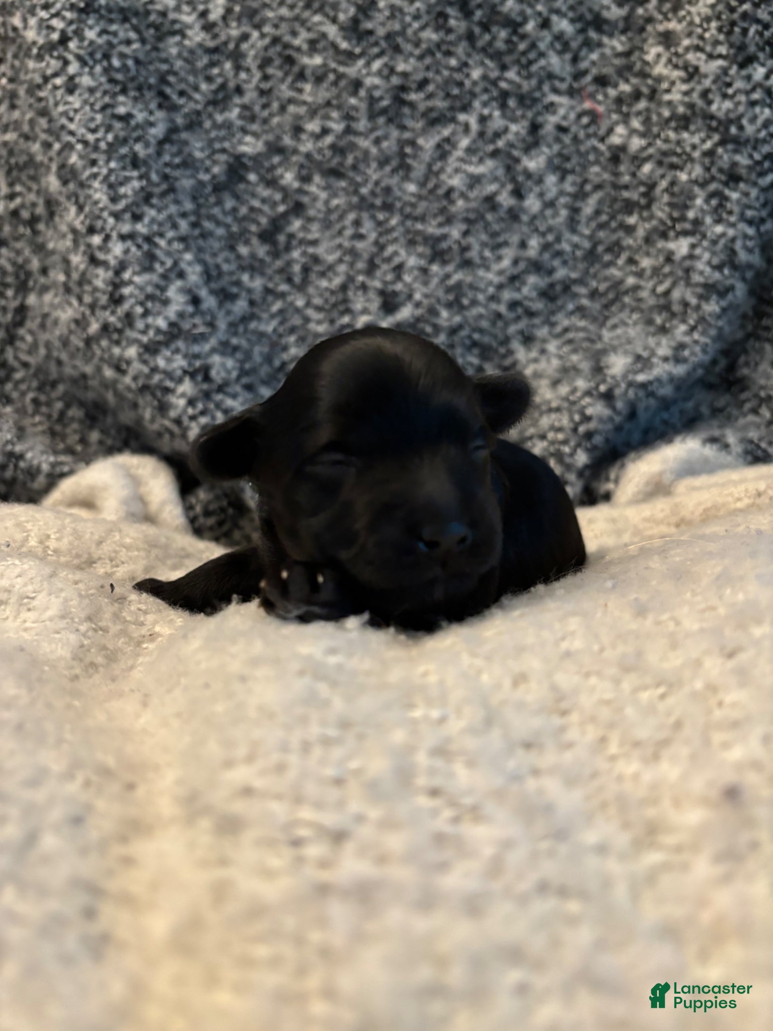 Yorkiepoo dogs Russell - Ad 1