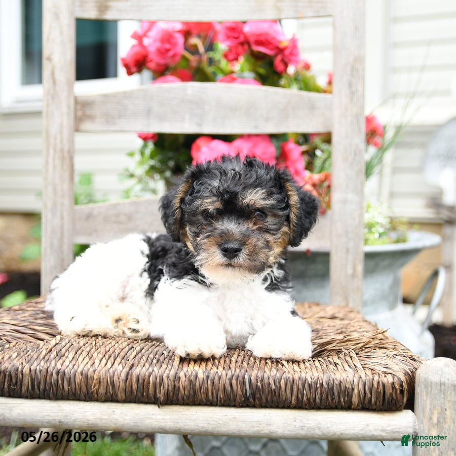 Yorkiepoo dogs Cheif  - Ad 2