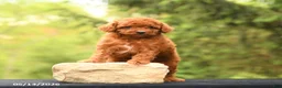 Toy Poodle dogs for sale: April - Ad 3