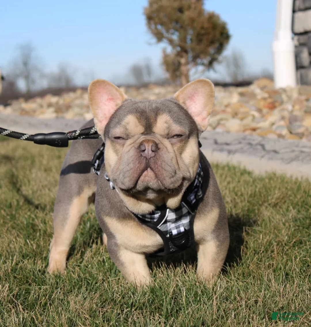 Gallery Image {{count}}