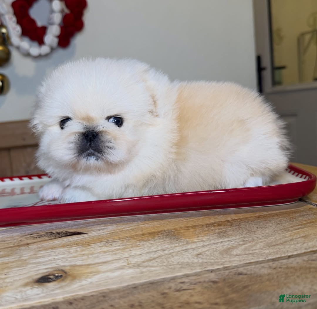 Pekingese dogs for sale: Finn - Ad 6