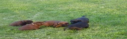 Labrador Retriever dogs for sale: Daffodil - Ad 4