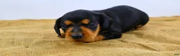 Dachshund dogs for sale: Rocky - Ad 1