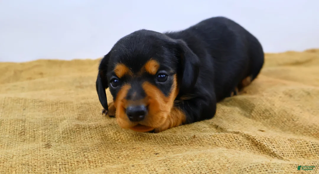 Dachshund dogs for sale: Rocky - Ad 1