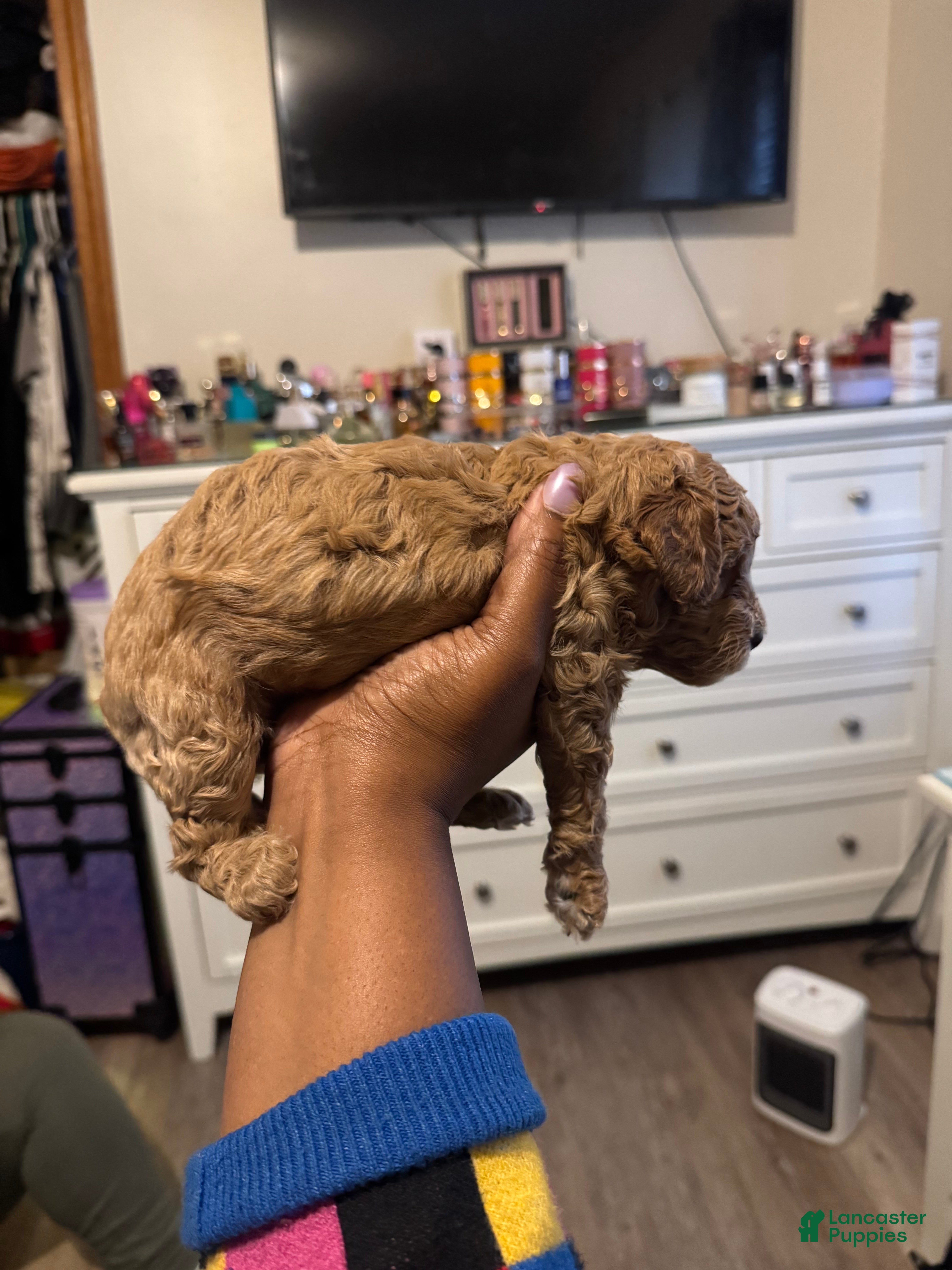 Shihpoo dogs Daniela - Ad 2