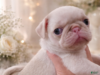 Pug dogs Pug Puppy 1 - Ad 3