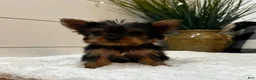 Yorkshire Terrier dogs for sale: Tinkerbell  - Ad 9