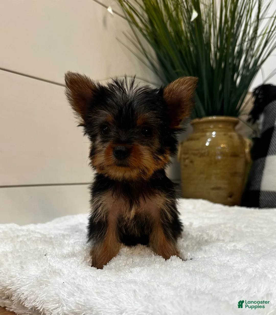 Yorkshire Terrier dogs for sale: Tinkerbell  - Ad 9