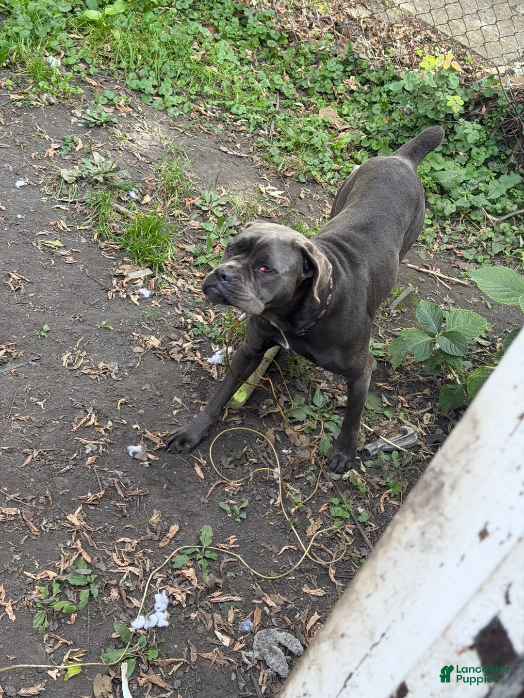 Cane Corso dogs for sale: Cane Corso 1 - Ad 2
