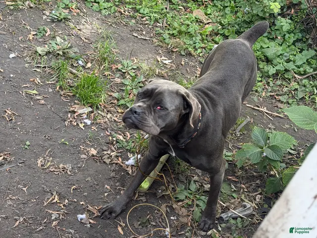 Cane Corso dogs for sale: Cane Corso 1 - Ad 2