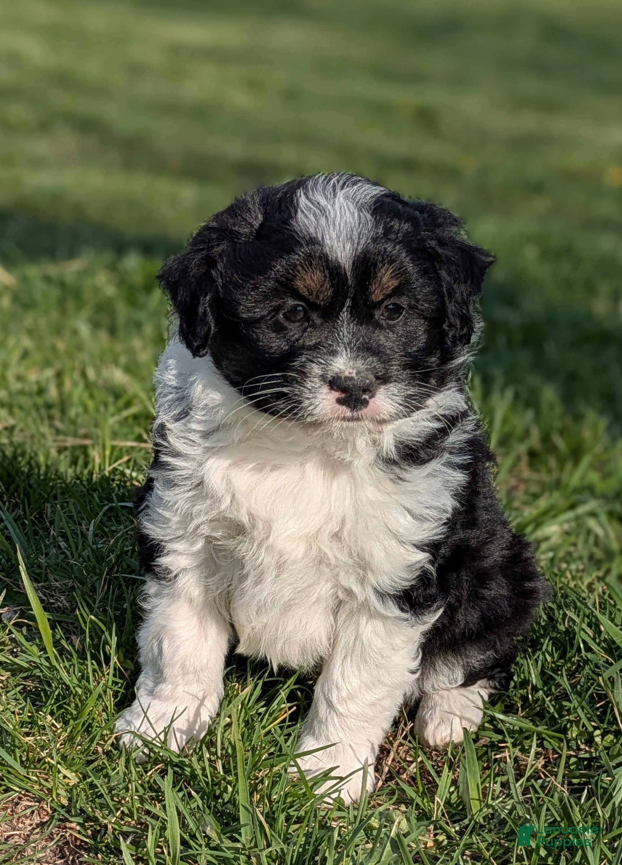 Aussiedoodle dogs Aussiedoodle Puppy 2 - Ad 6
