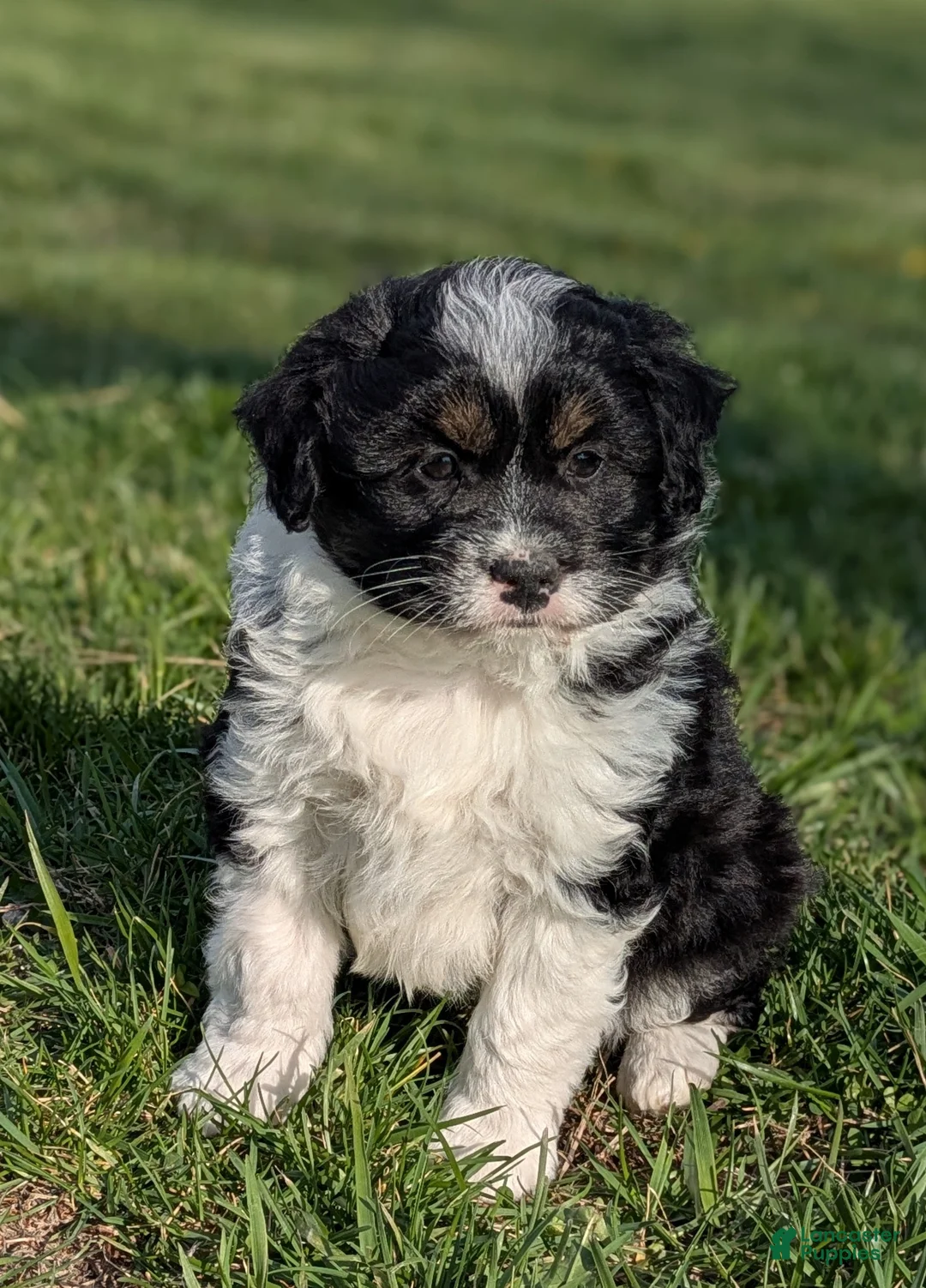 Aussiedoodle dogs for sale: Aussiedoodle Puppy 2 - Ad 1