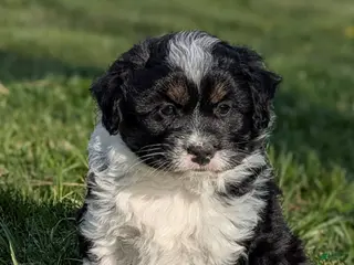 Aussiedoodle dogs Aussiedoodle Puppy 2 - Ad 6